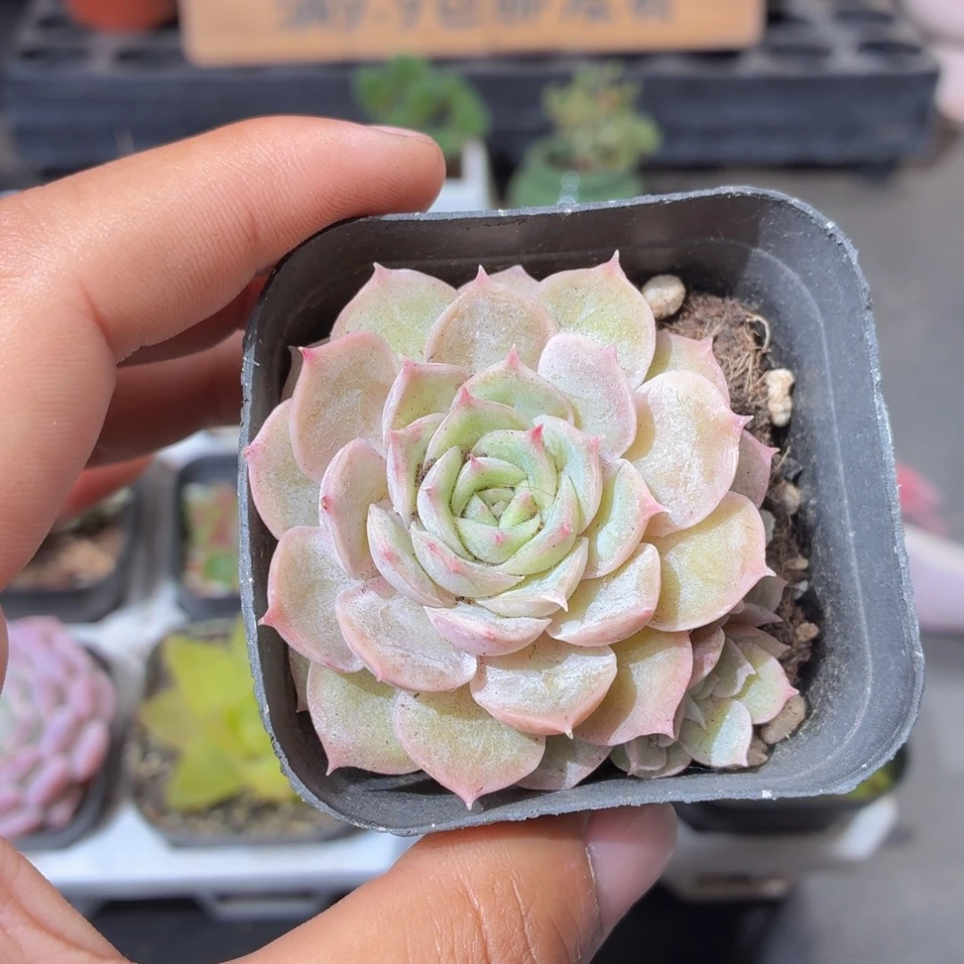 昂斯诺多肉9.9包邮发货