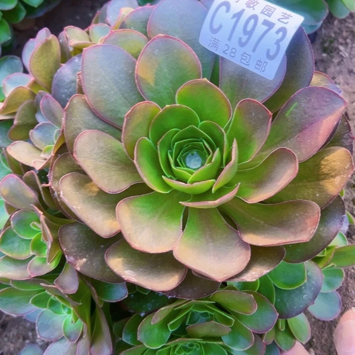 玫瑰多肉植物法师1973