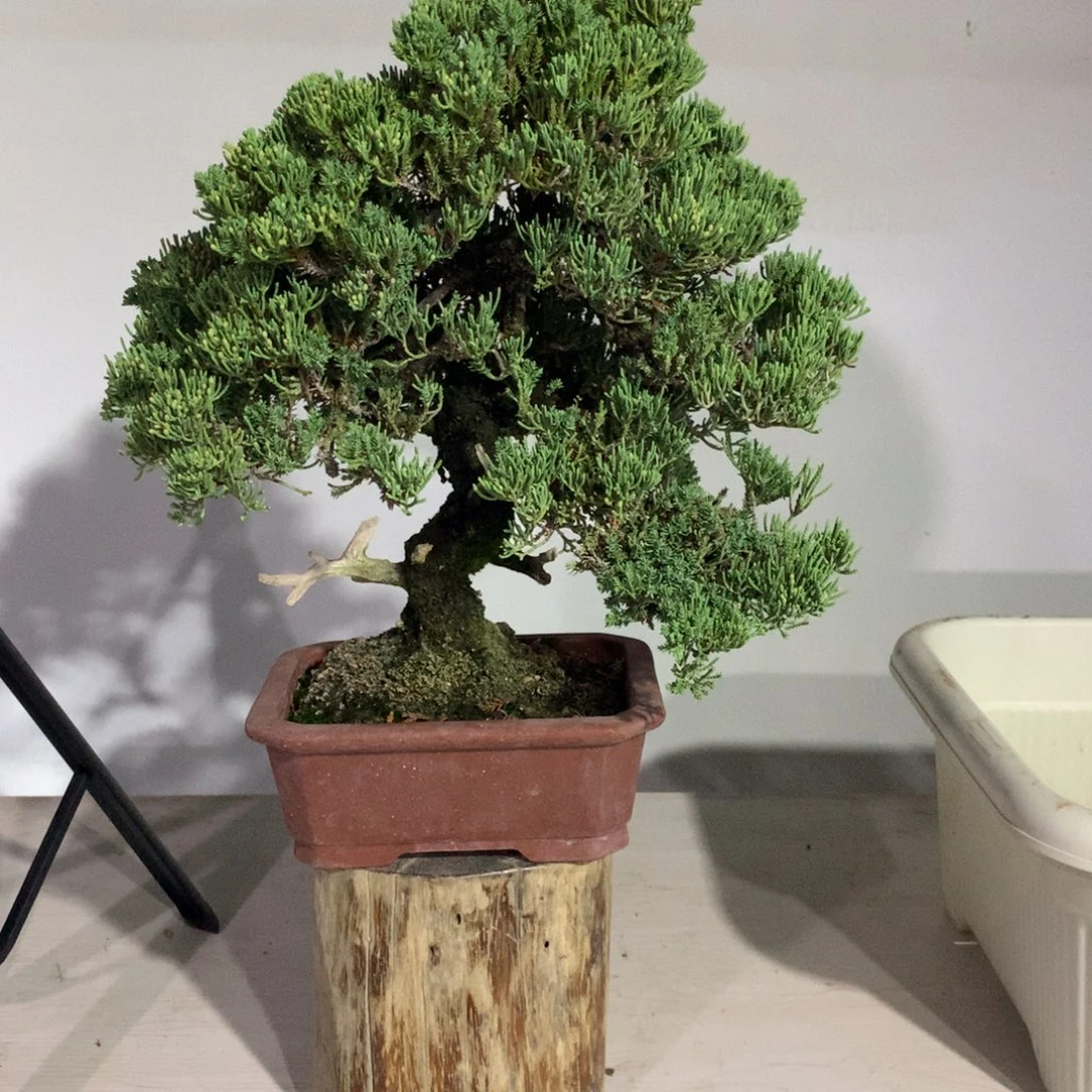 当前无花栽培后可以开花珍珠柏