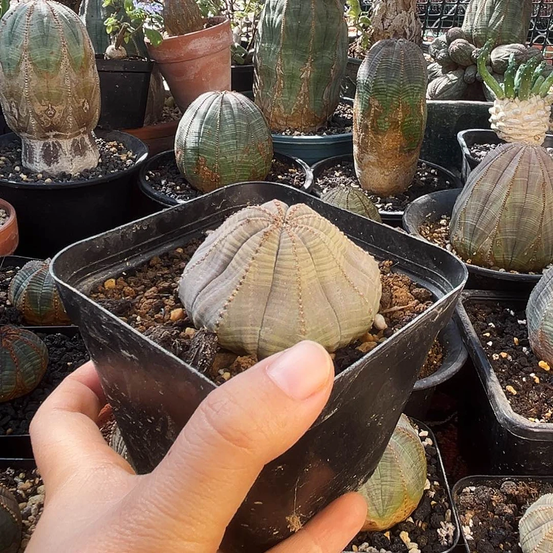 植物特殊性，拍下不退不换