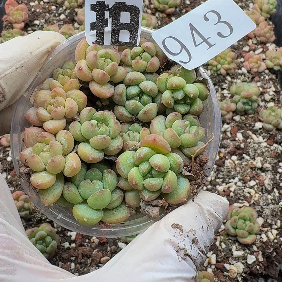 多肉植物多肉植物943量拍