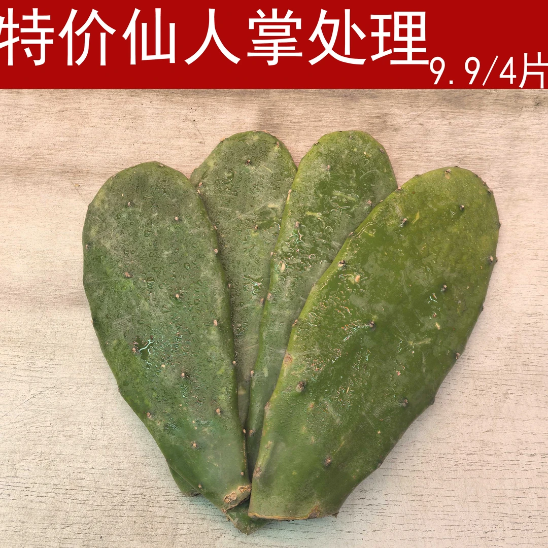 特价4片无根胭脂仙人掌