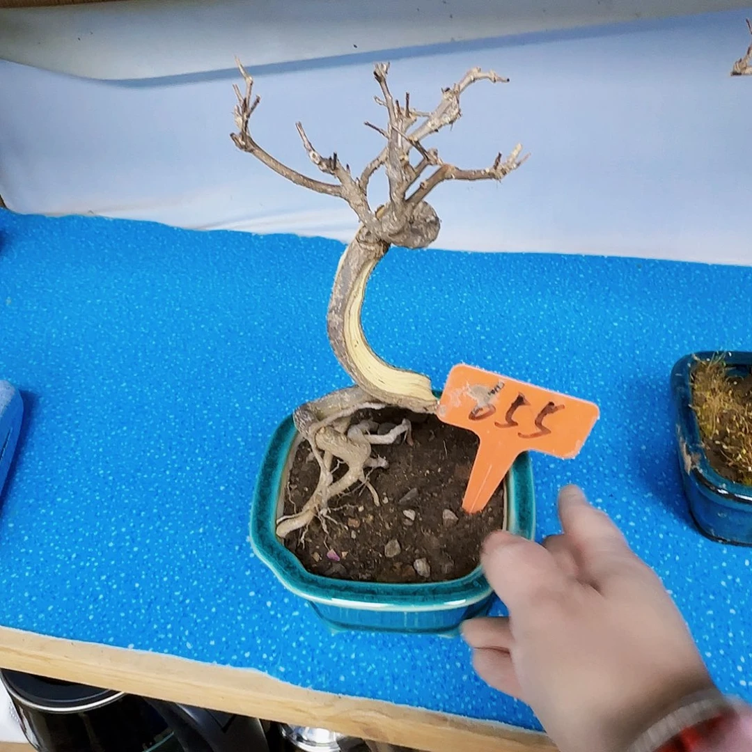 红陶慢*f g h h j j