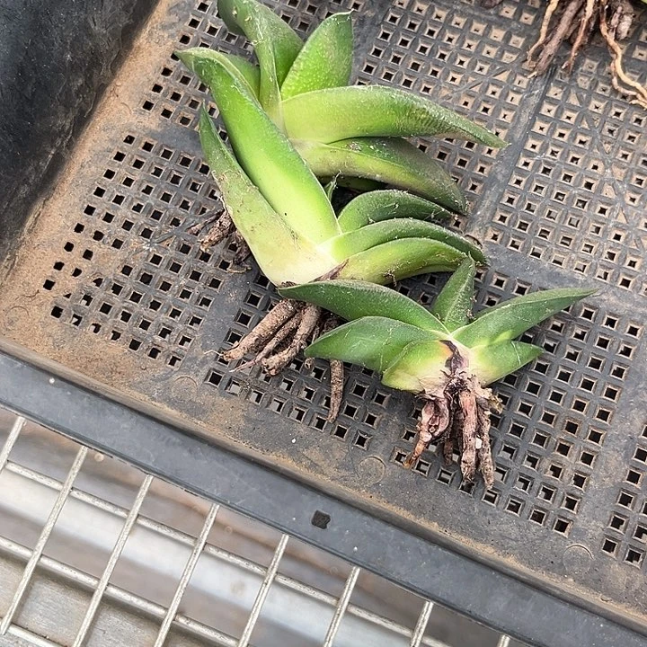 我也不知道怎么办啊你
