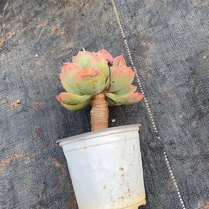 荷**雨多肉植物实物278