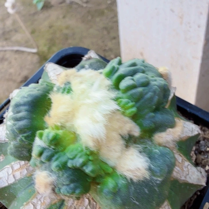无花朵820榴尤蛋怒牡丹东三