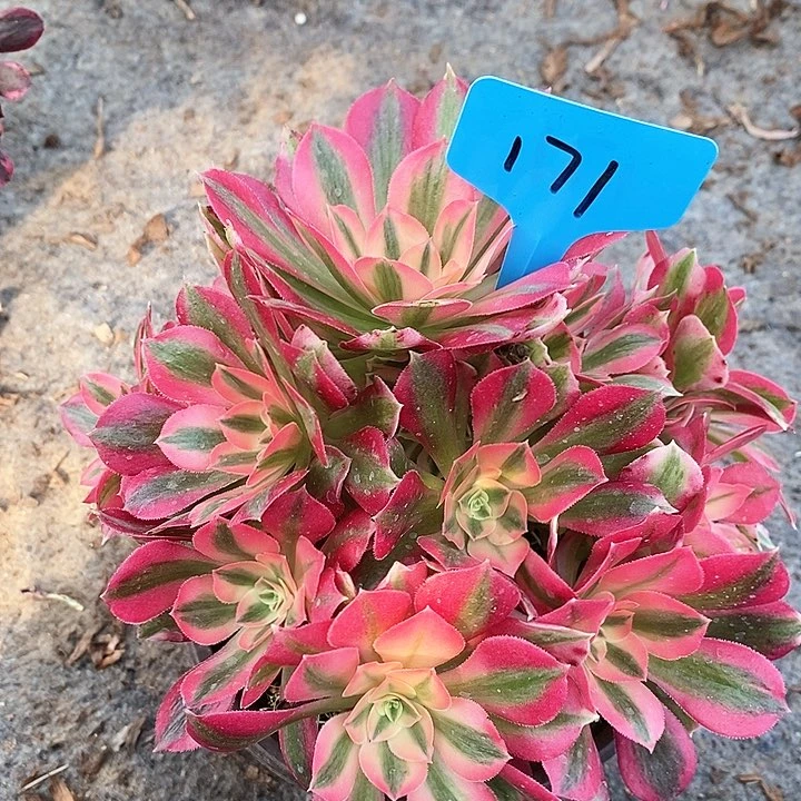 171 一颗粉女巫法师