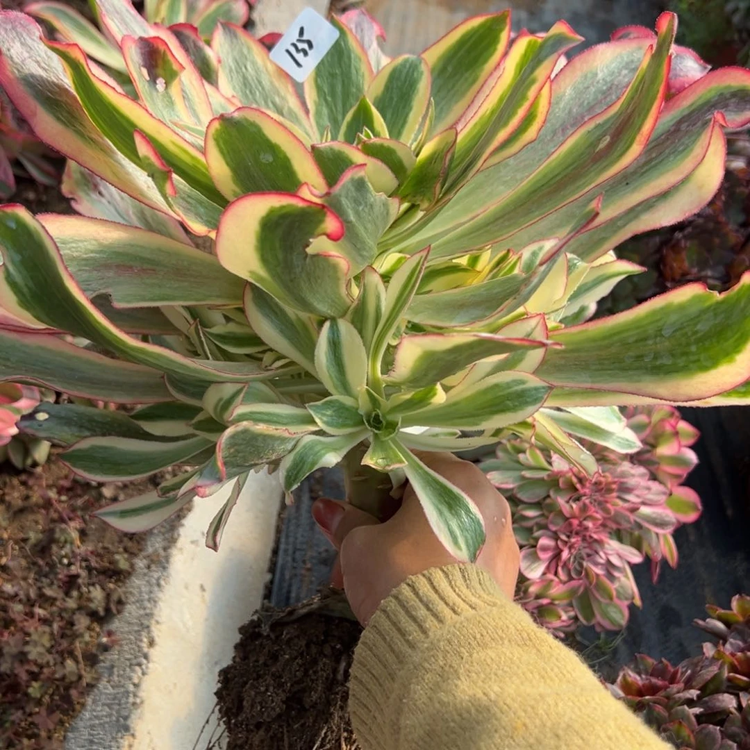 135魅影多肉植物紫