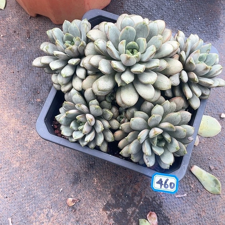 460葡萄 一物一拍多肉