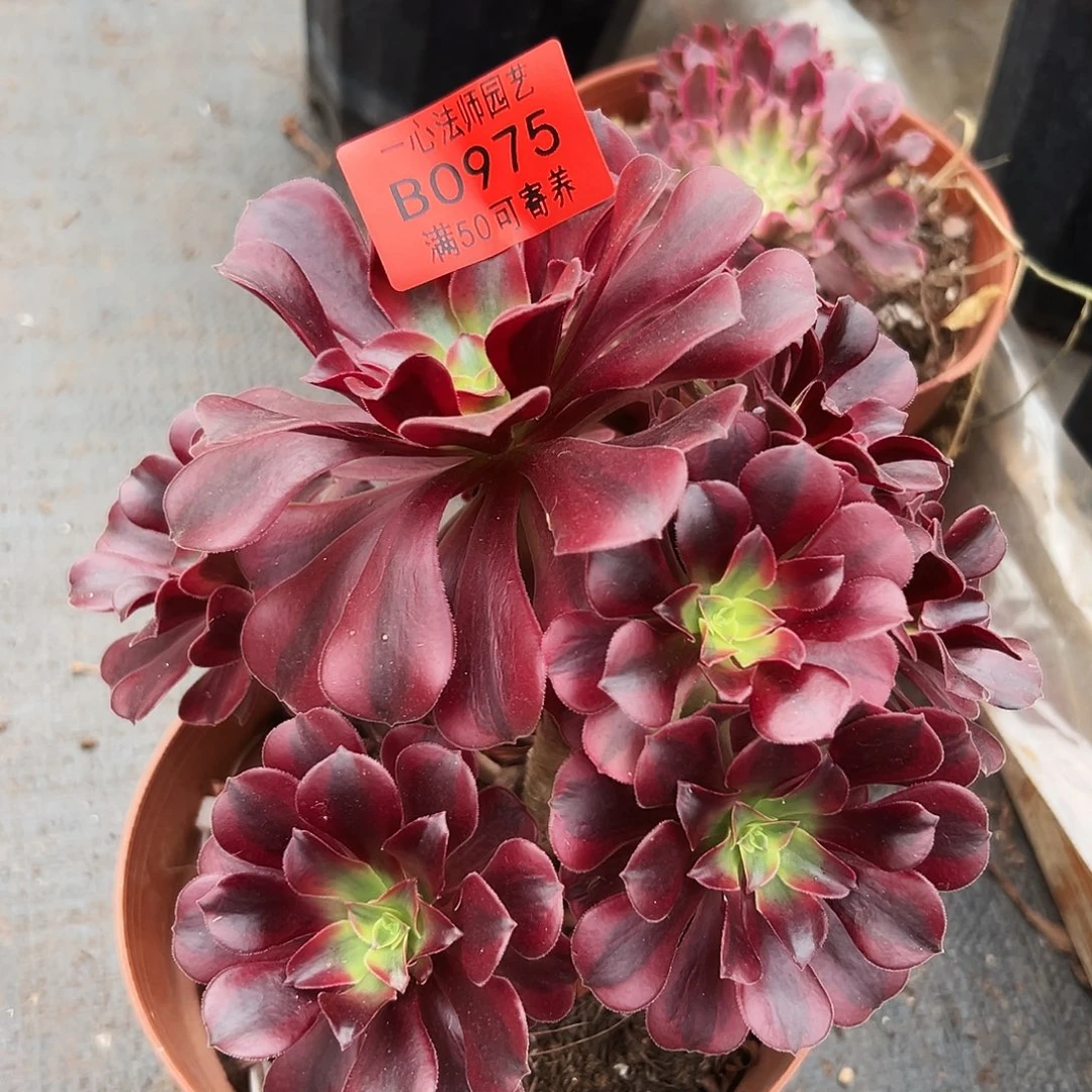 0975多肉植物美杜莎
