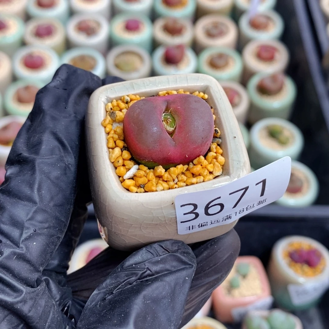 3671-一物一拍 带盆