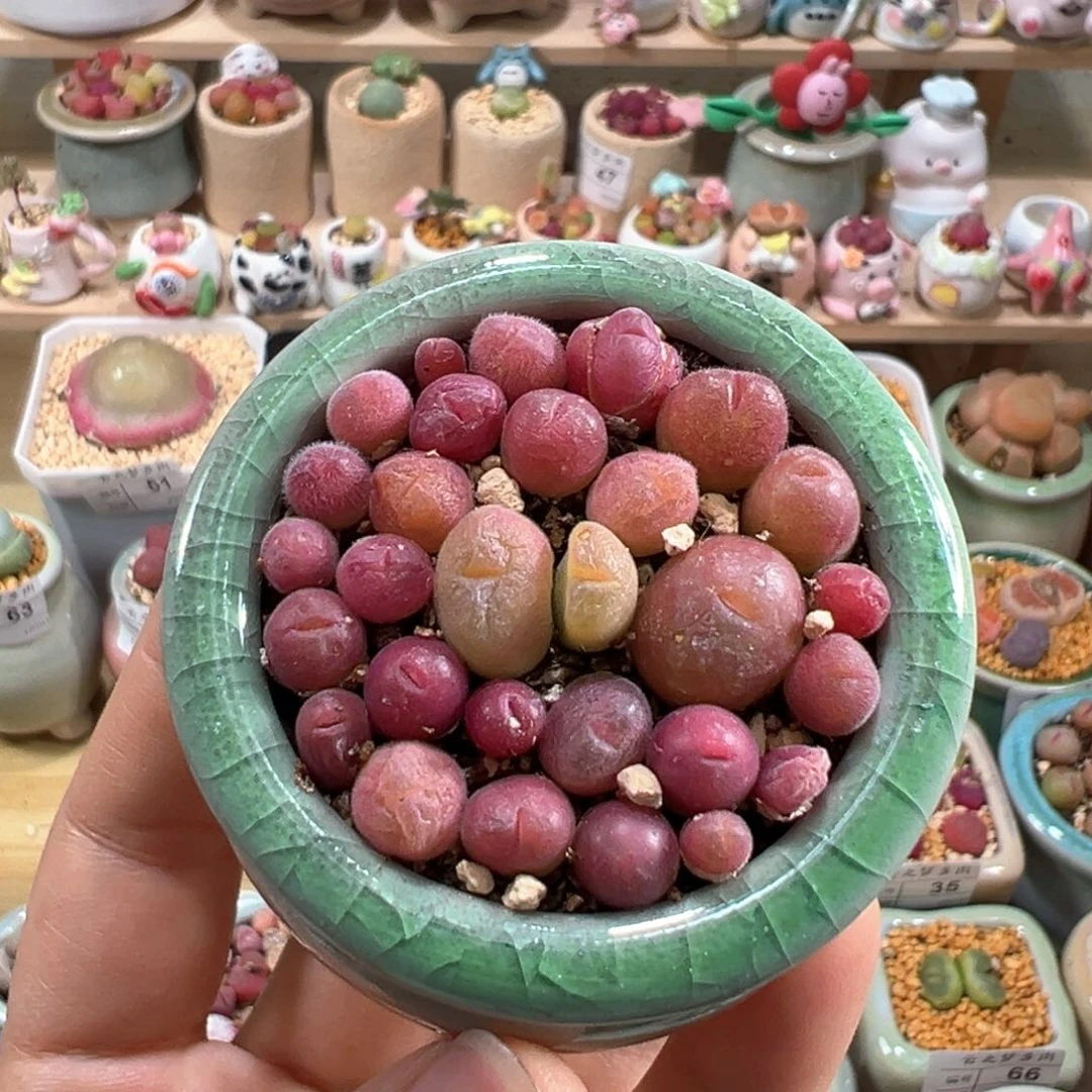 多肉植物67号毛翠滴