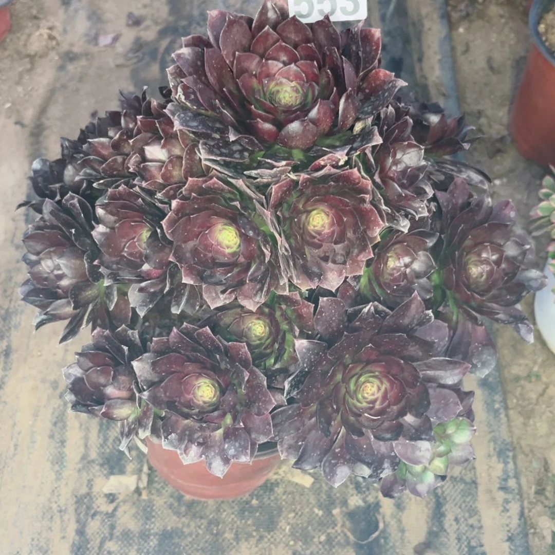 553炽焰莲优选法师多肉