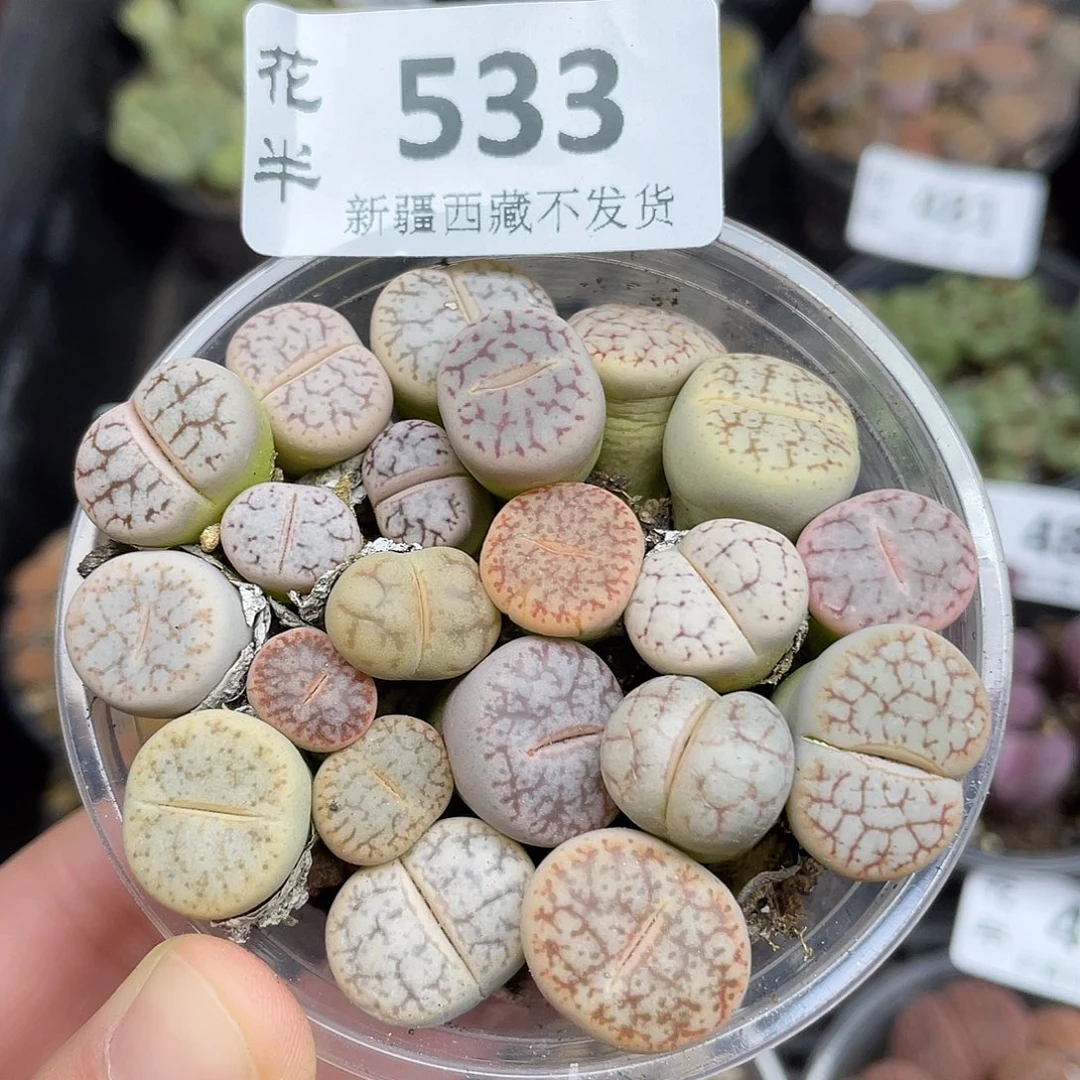 53300000花花花花花花花花