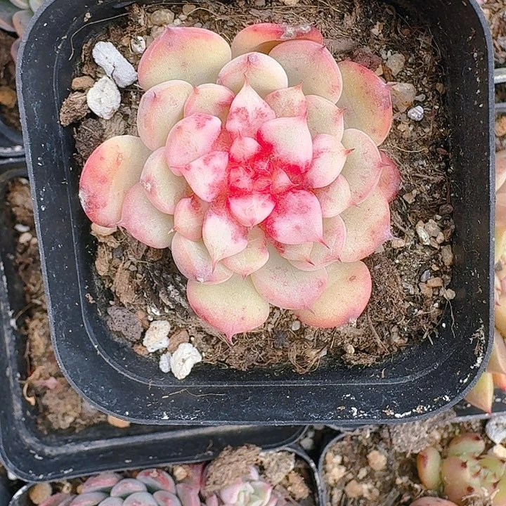 千**丝多肉植物一物一拍