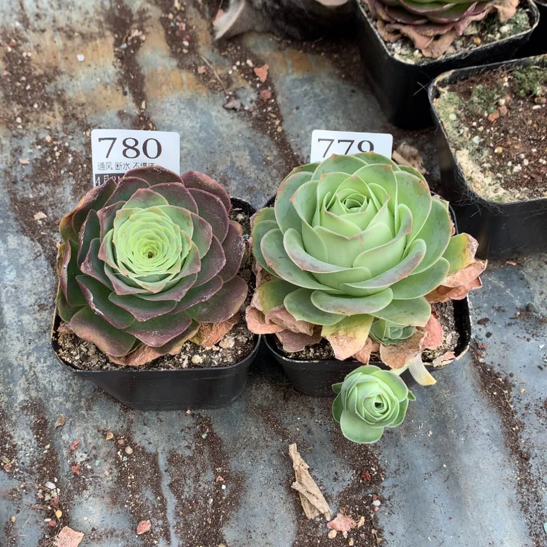 满20包邮山地玫瑰780.779