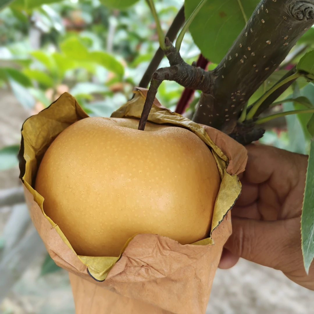 莱阳头茬秋月梨新鲜现摘当季水果脆甜多汁清甜无渣