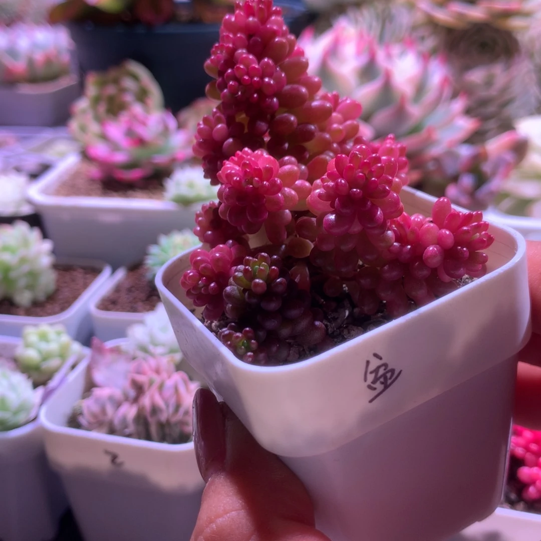浆果锦带盆发有根