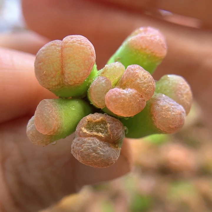 有伤特特特 肉锥植物