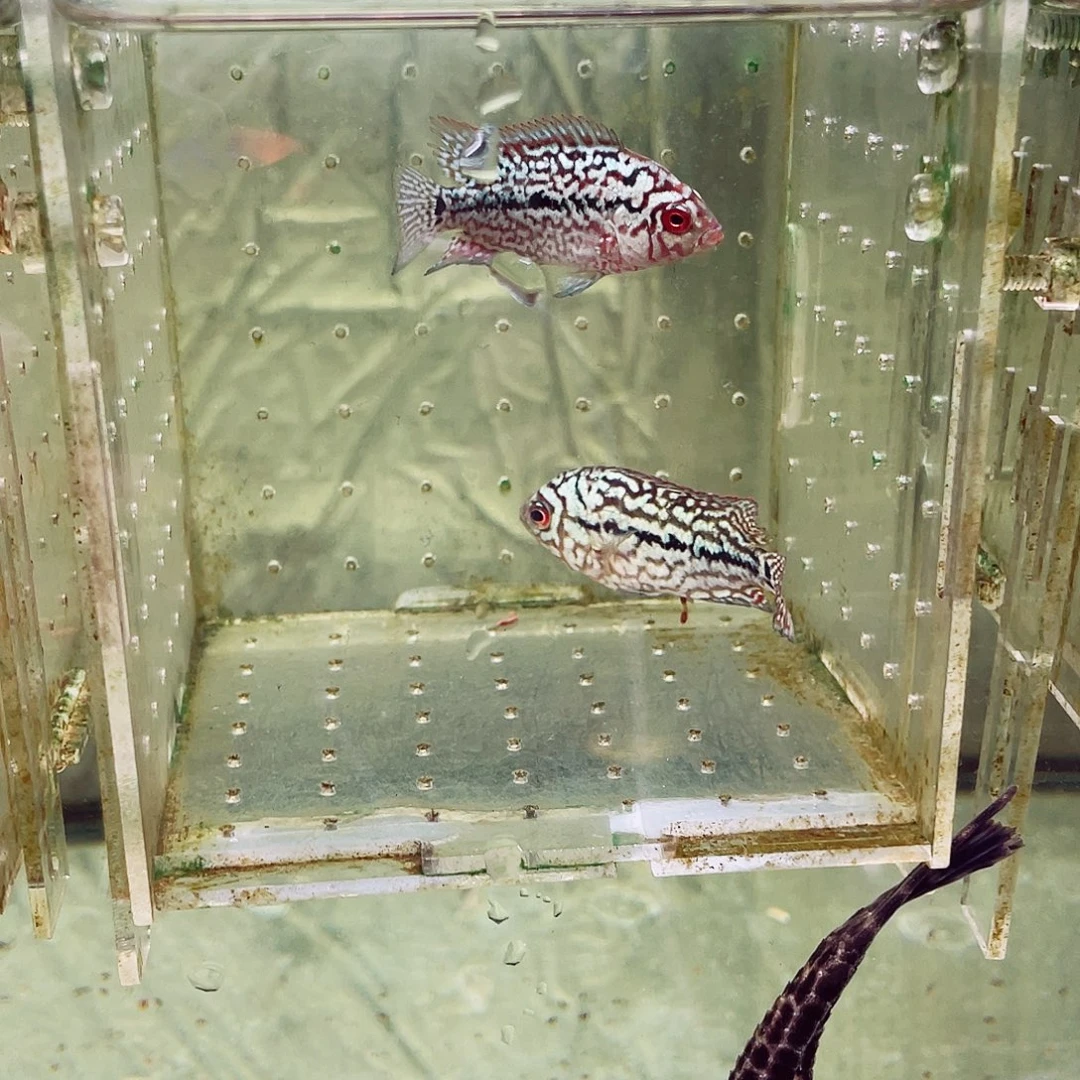 l***古罗汉鱼金花罗汉鱼毒苗2条