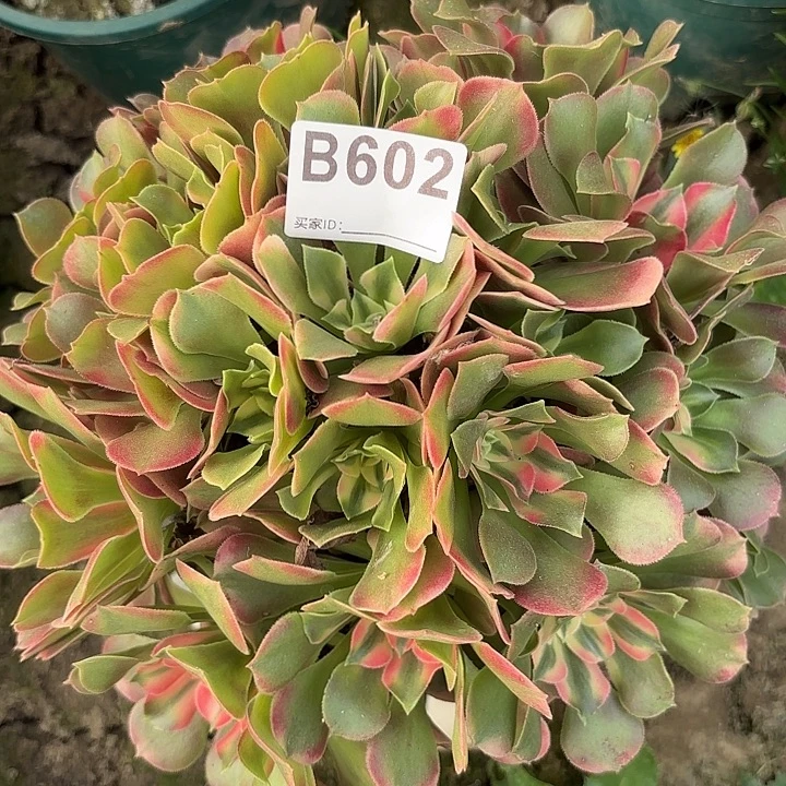 香妃8-44-602偏远不包邮