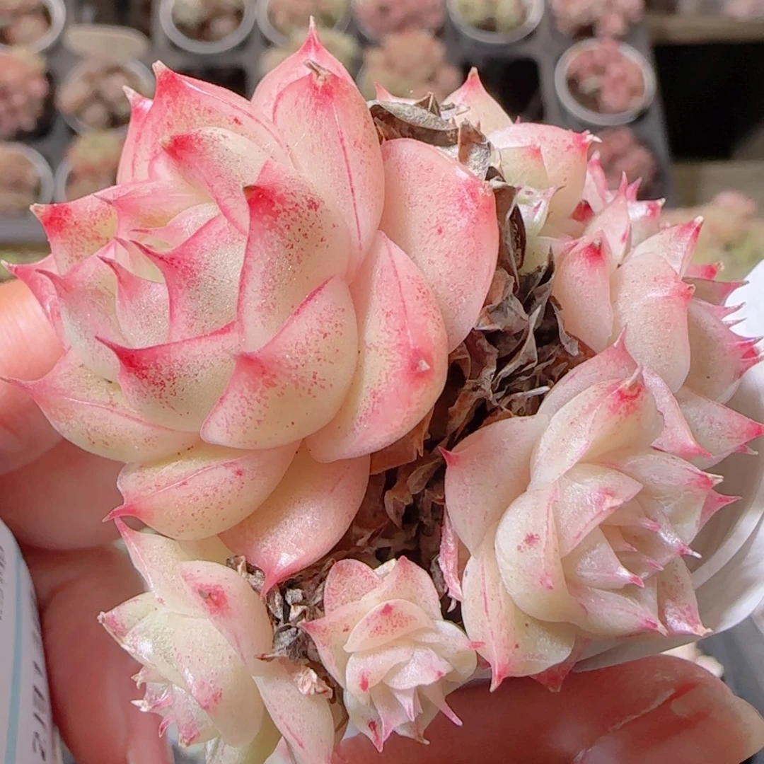 花语多肉1213-83散