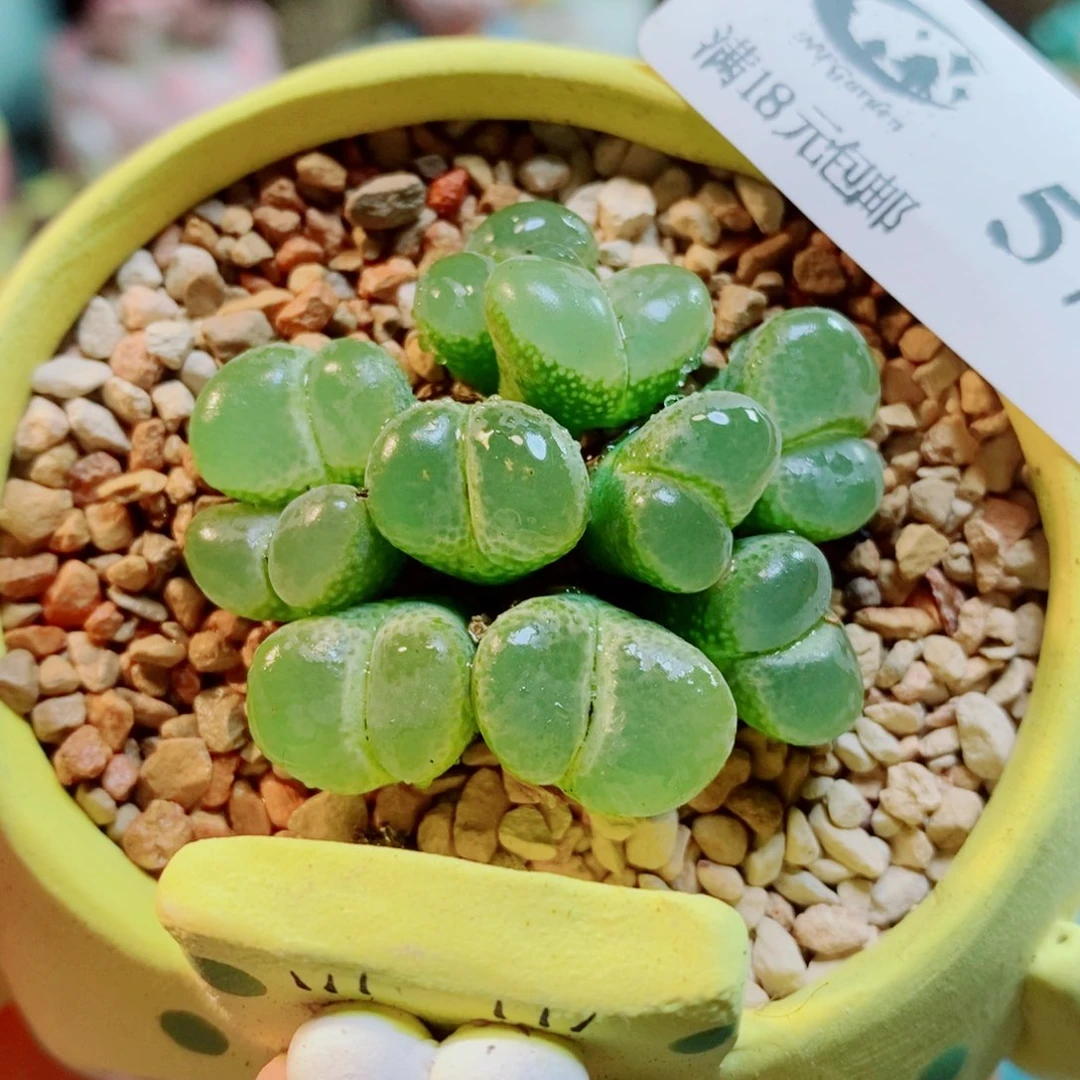 生石花花花花开572