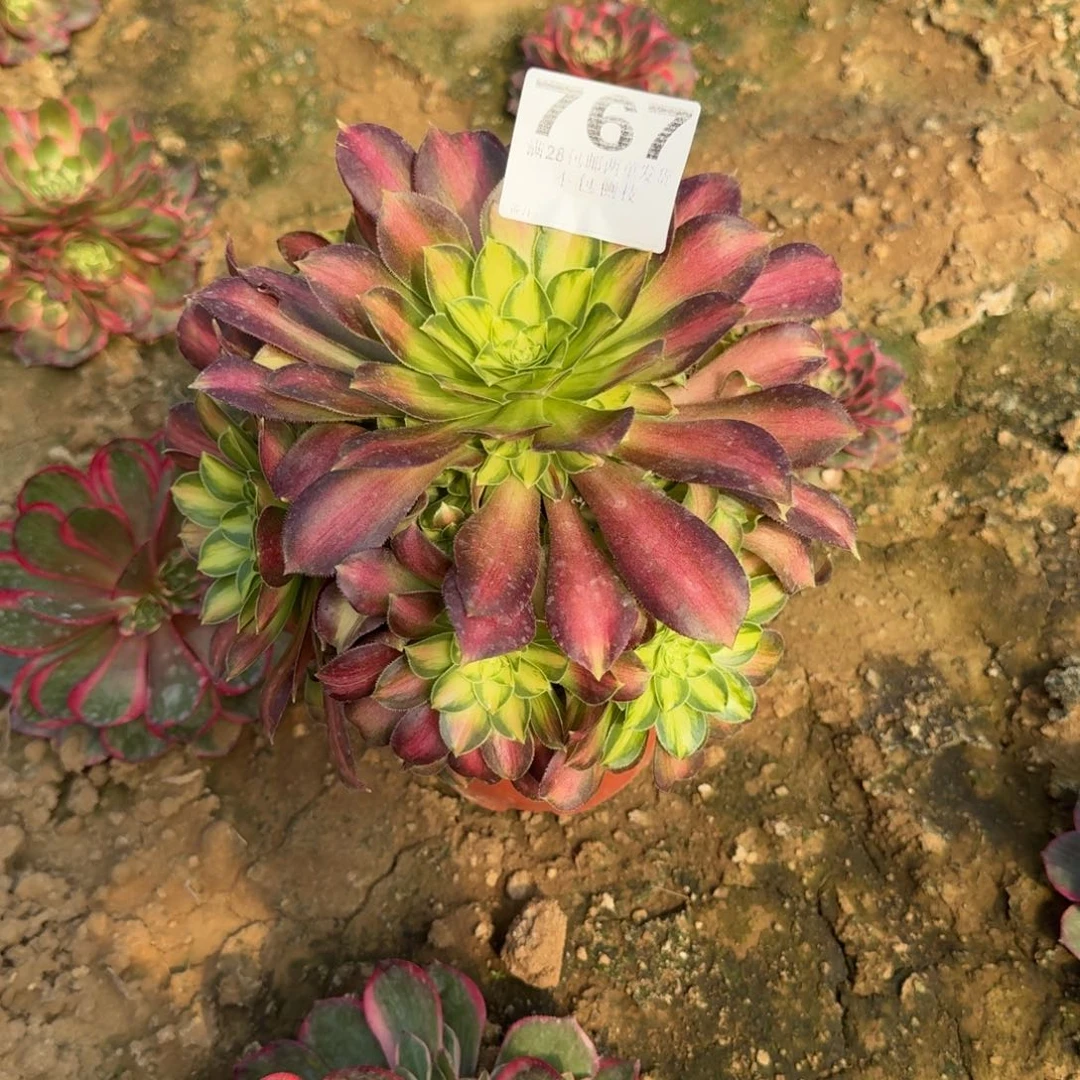 小*1767号韶华福利不包损