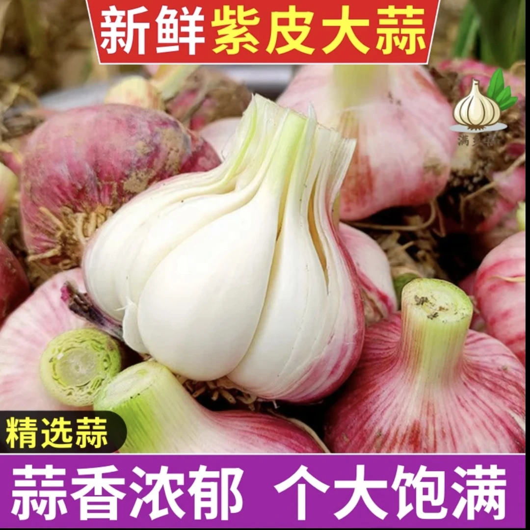 25年河南紫皮多瓣大蒜新鲜现挖香辣多汁可吃可种可做泡蒜