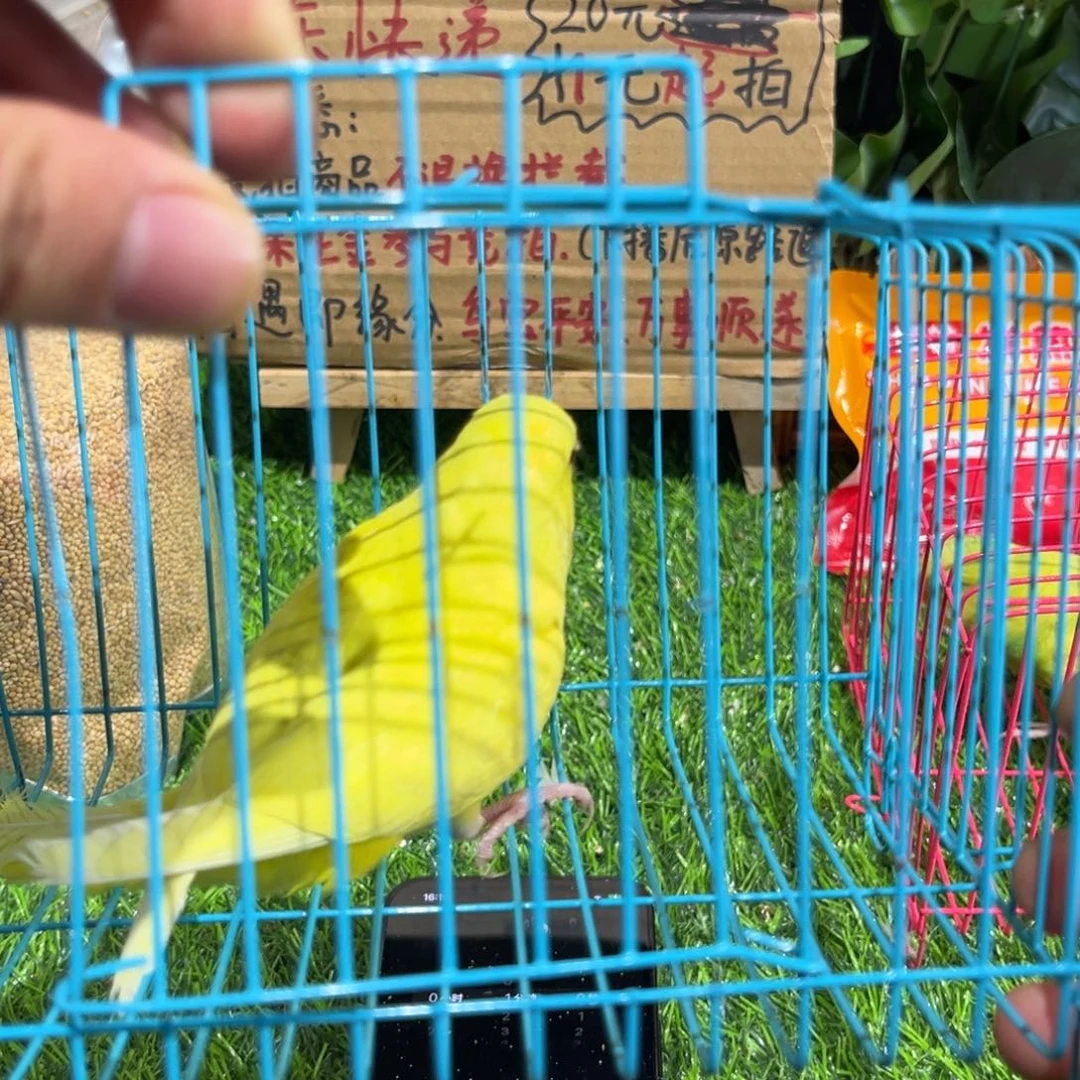 ****万虎皮鹦鹉大头虎皮鹦鹉一只，一物一拍不退换竞拍