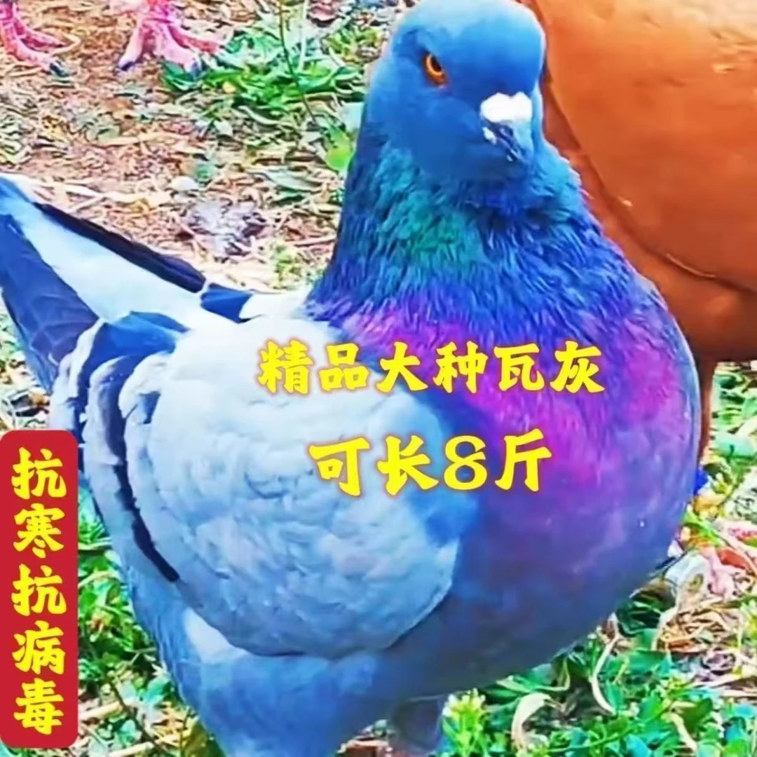 活体纯种元宝鸽子大体元宝鸽观赏鸽公斤巨型元宝种鸽成年二斤左右