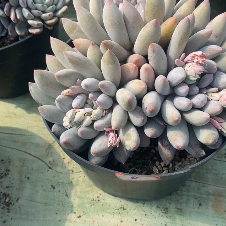 李***呢一物一拍所罗门多肉6