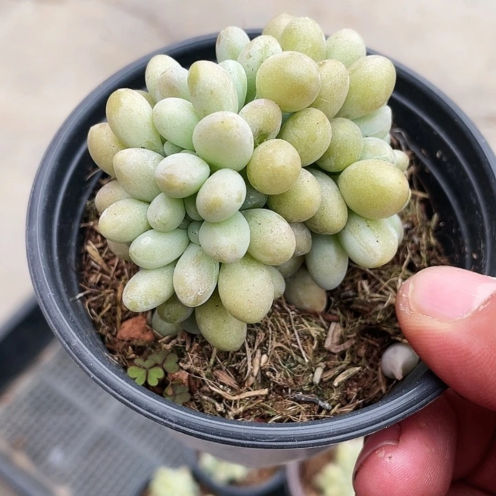 汤圆缀化40一盆88888