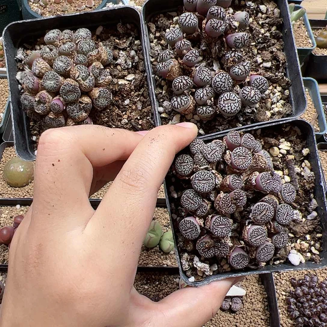 【闪购商品】100 清 超墨