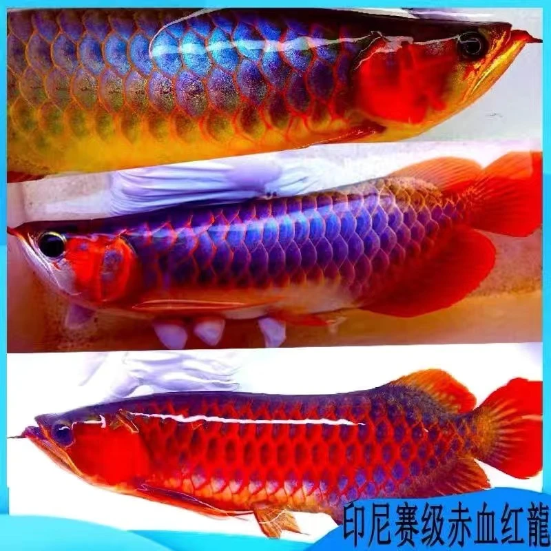 印尼红龙鱼活鱼纯血招财风水鱼大湖红龙鱼金龙鱼幼苗热带鱼观赏鱼