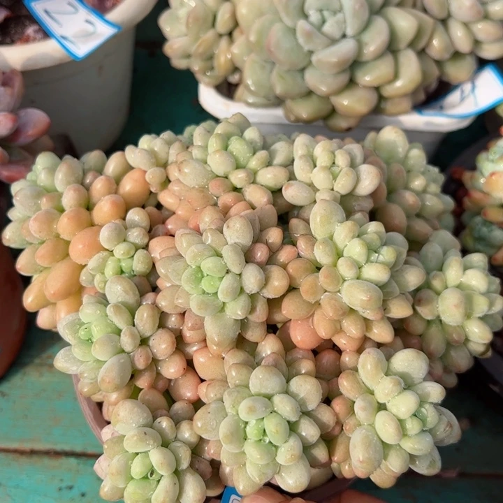 25洛可可平平安安健健康康