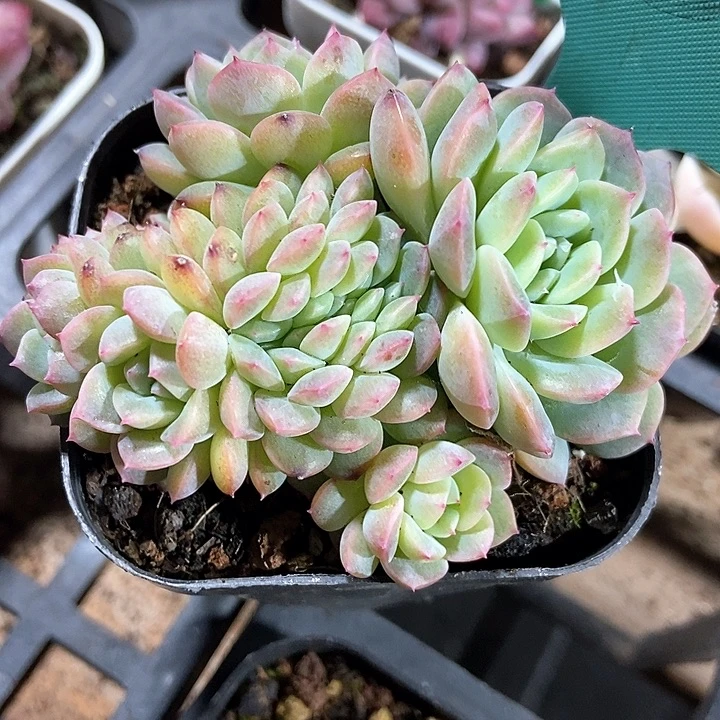 多肉冰魄缀化13多肉