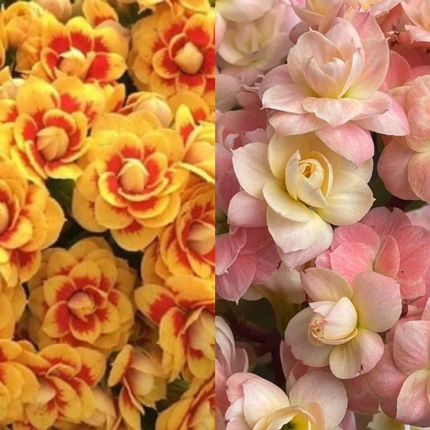 洛桑+维罗纳110盆组合长寿花