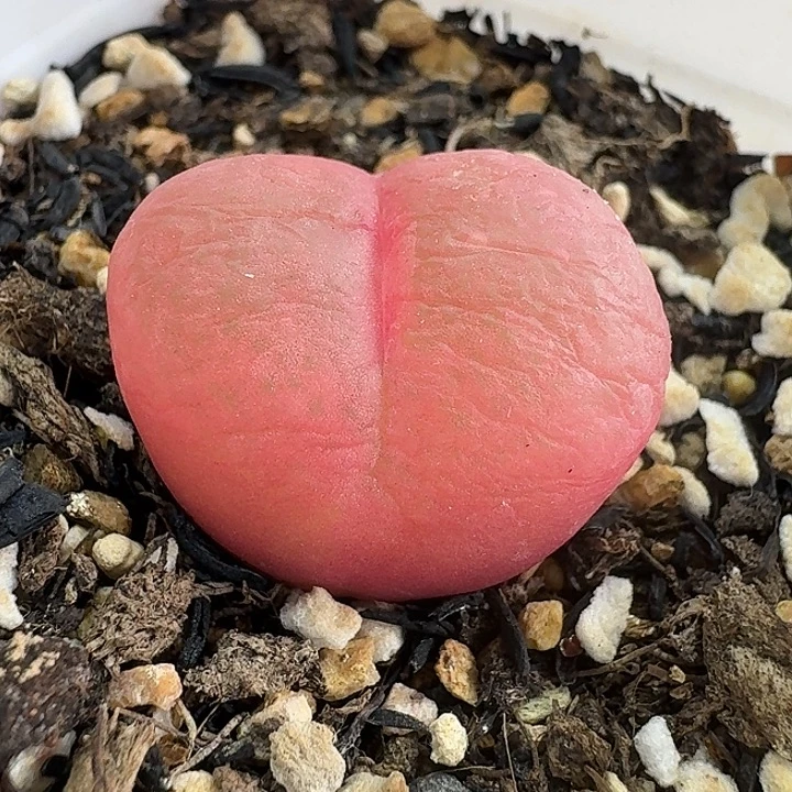 老马生石花2.2吕红1534