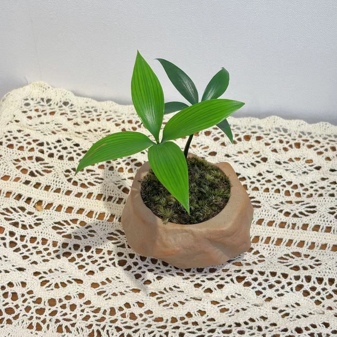 石头竹柏+陶瓷盆+苔藓+圆底座