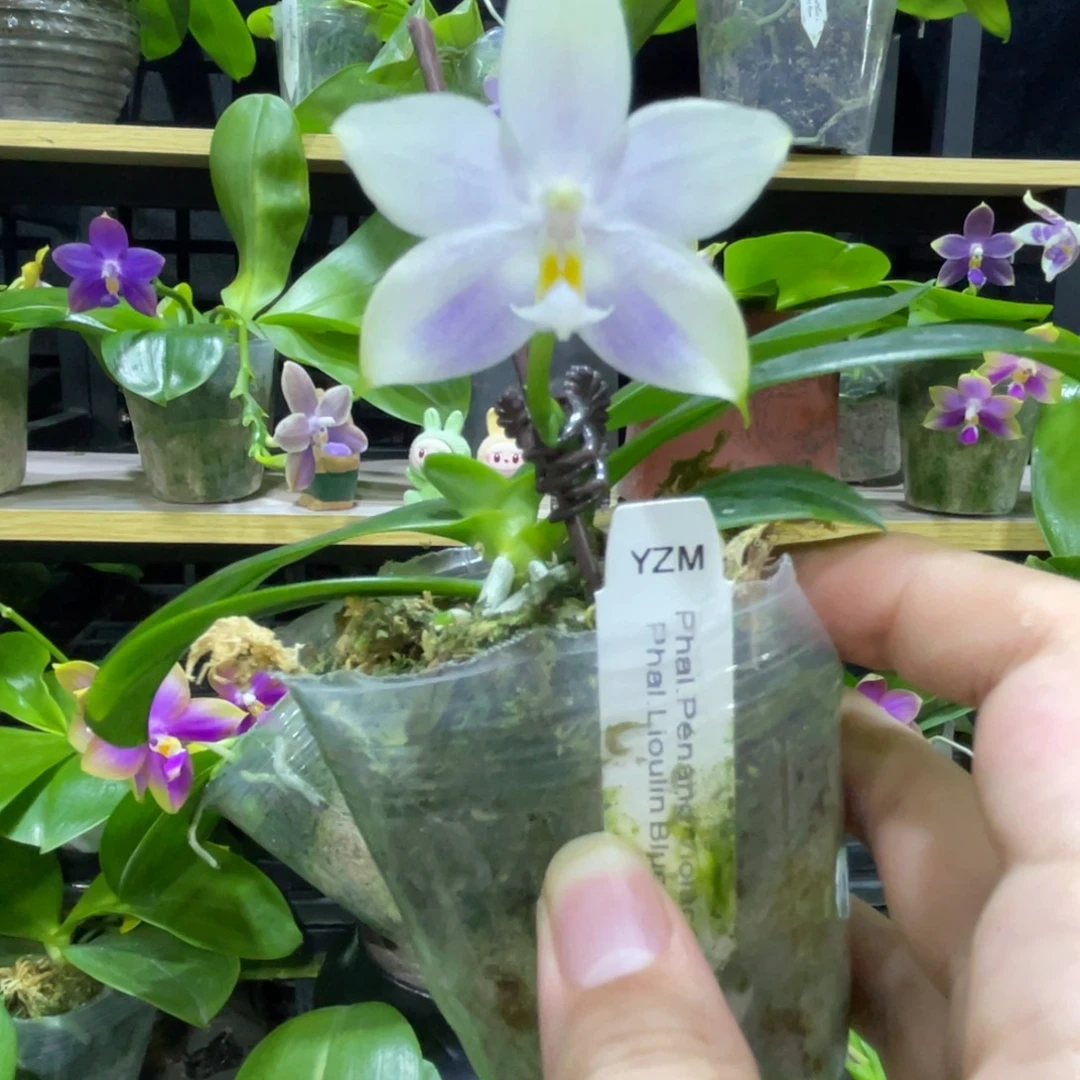 完全开放140叶瑕花期不保