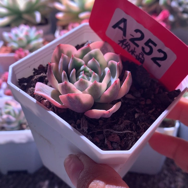 粉水晶覆轮锦有根