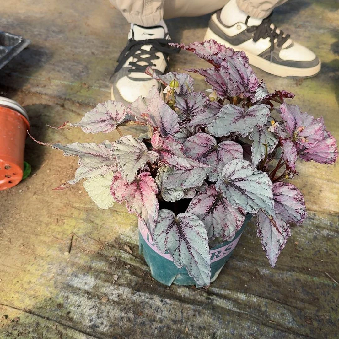 S***s超大加仑盆莫朗格