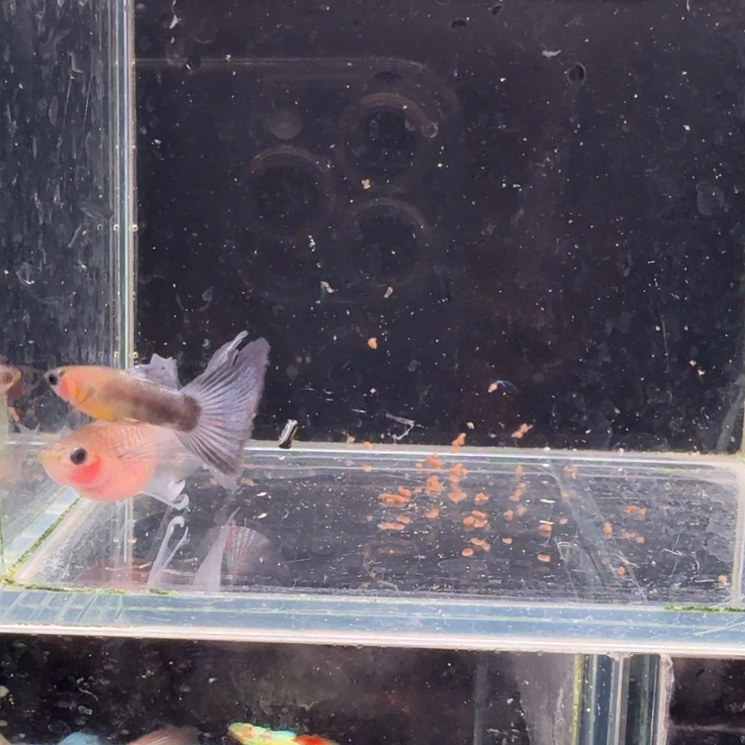 孔雀鱼蓝礼服玻璃猫缎带1对