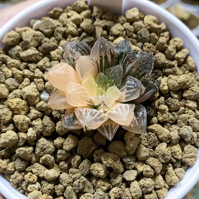 【闪购商品】131小叶楼兰锦