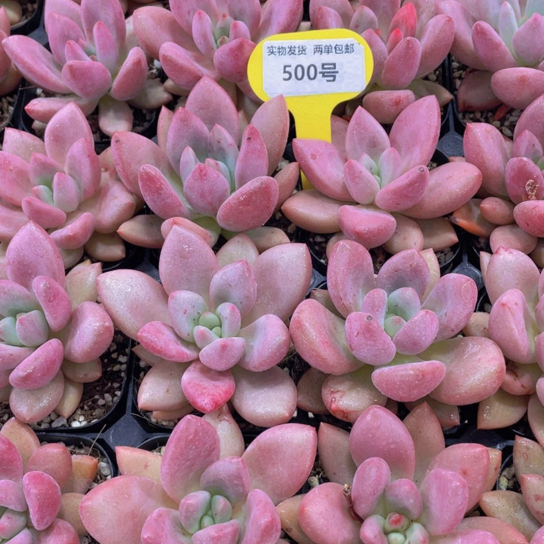 500号 丸叶桃花源单头一个