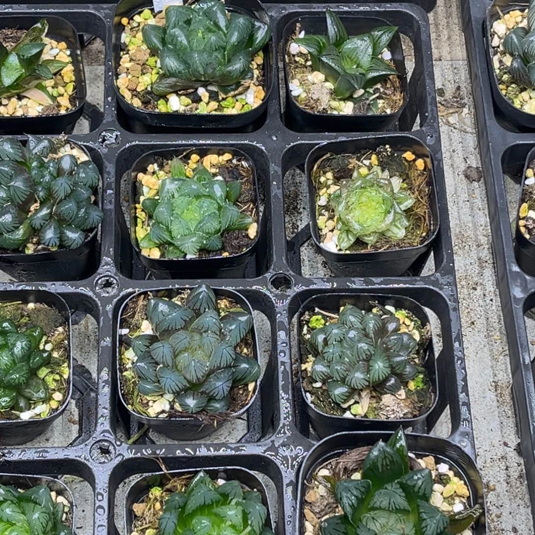 24 脱土包邮8颗福利