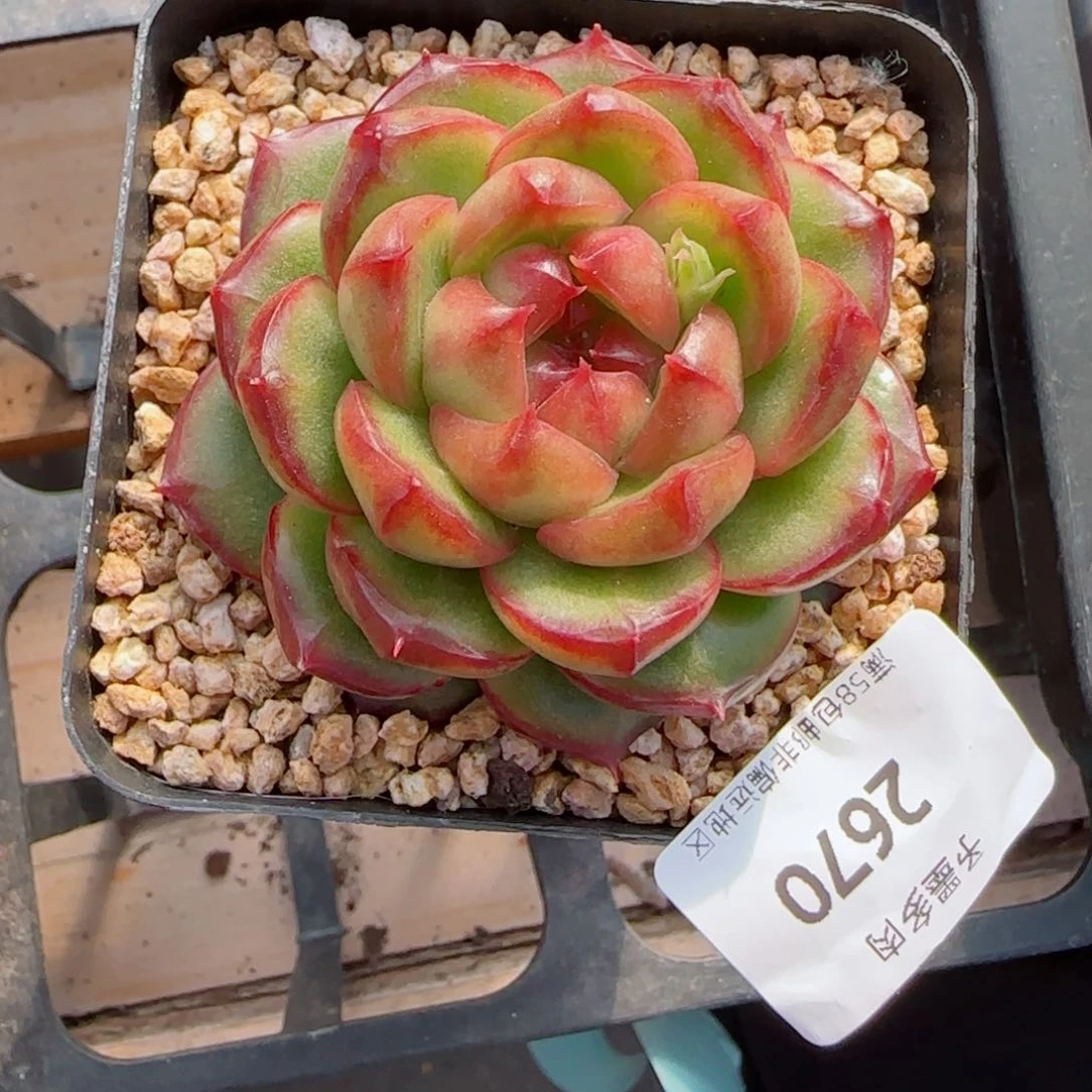 ?*菲糖果珍妮，2670多肉植物