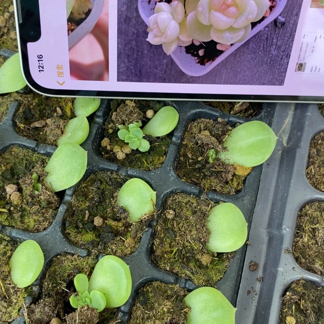 穴盘千金财富1芽苗一个多肉