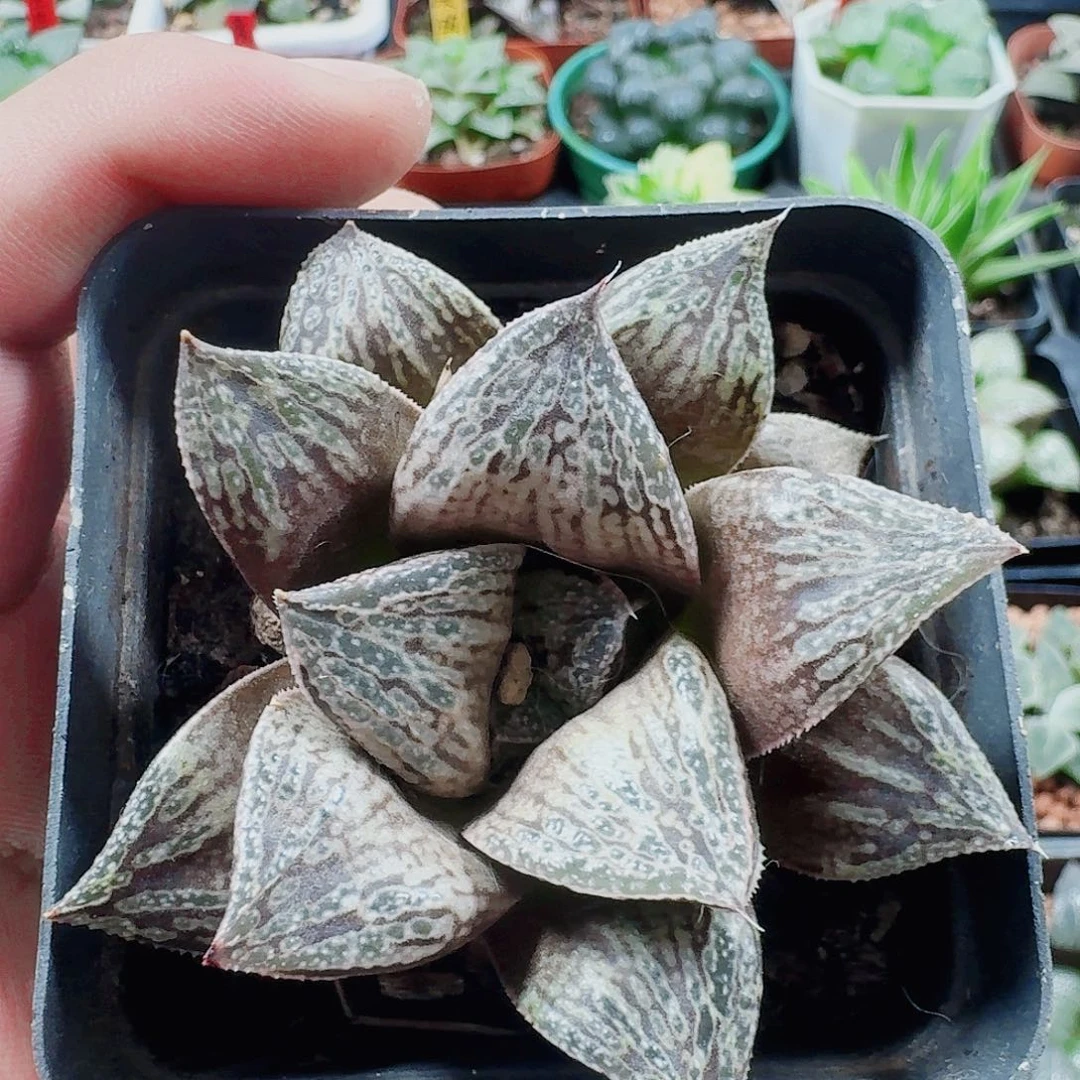 k***g十二卷福利活动玫瑰
